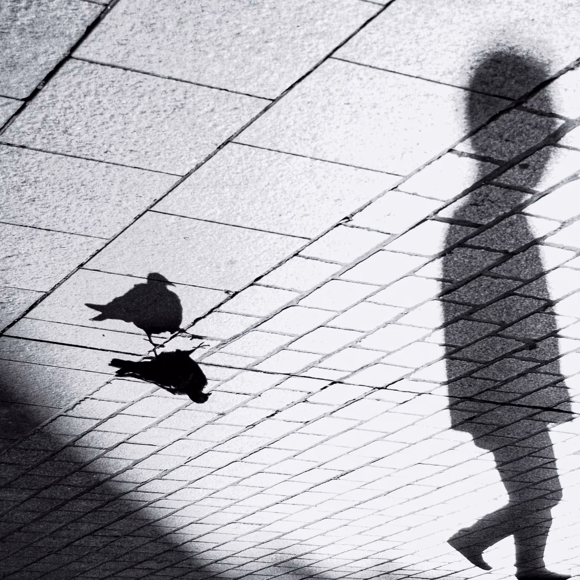 High-contrast black and white street photography in Kraków capturing the elongated shadow of a passerby and pigeons on textured pavement, emphasizing urban abstraction.