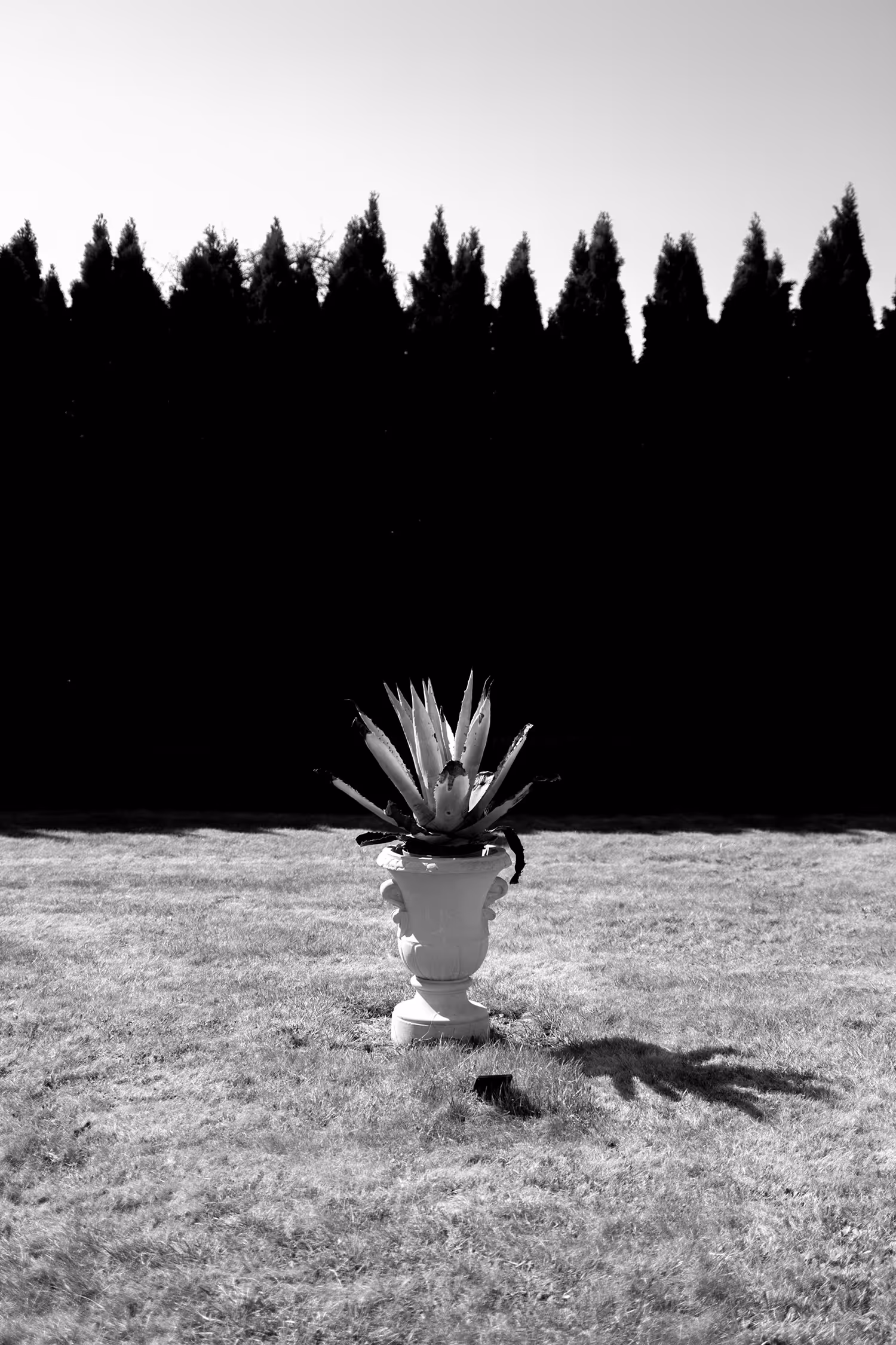 Monochrome photograph featuring a contrasting, high-key white Agave plant in a classical white urn, centred against a large, dramatic, black, silhouetted hedge, emphasizing negative space and symmetry.