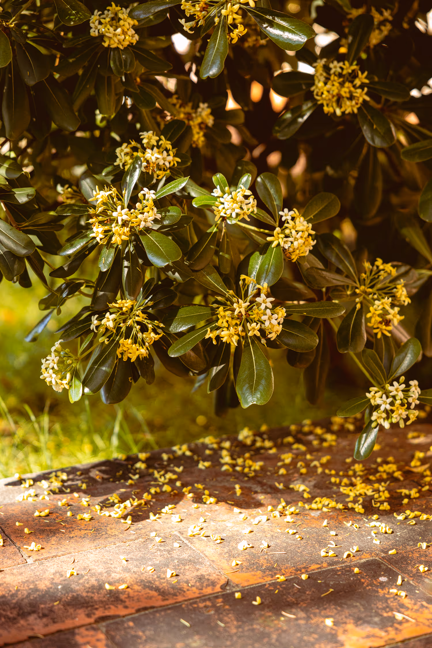 Golden hour close up of yellow blossoms and dark glossy green leaves on a Pittosporum bush in Finale Ligure, with fallen petals scattered on warm terracotta tiles.