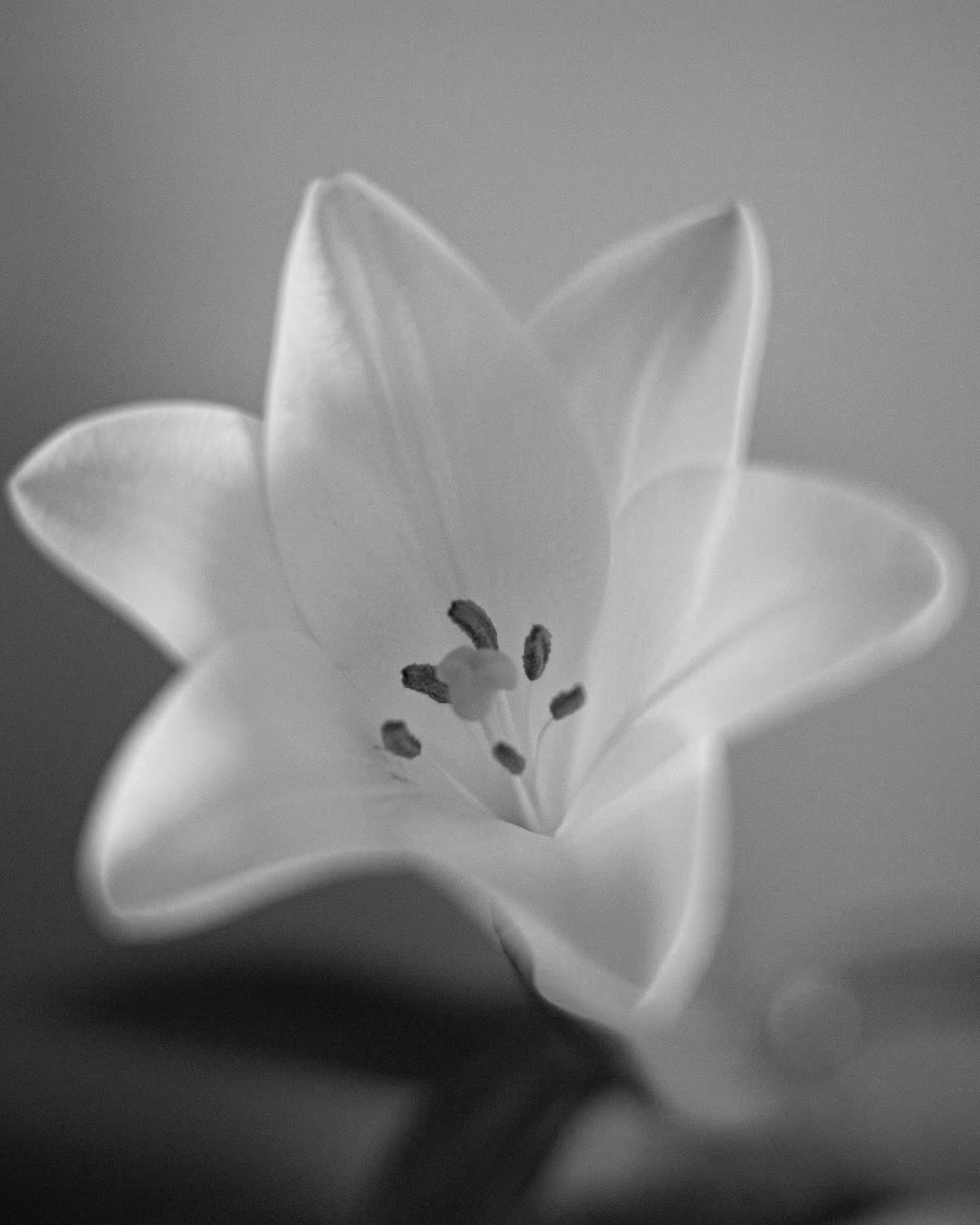 High-key, shallow depth of field, monochrome macro photograph of a lily (Lilium) flower with soft petals and visible pistil and stamens, creating an ethereal and minimalist botanical study.