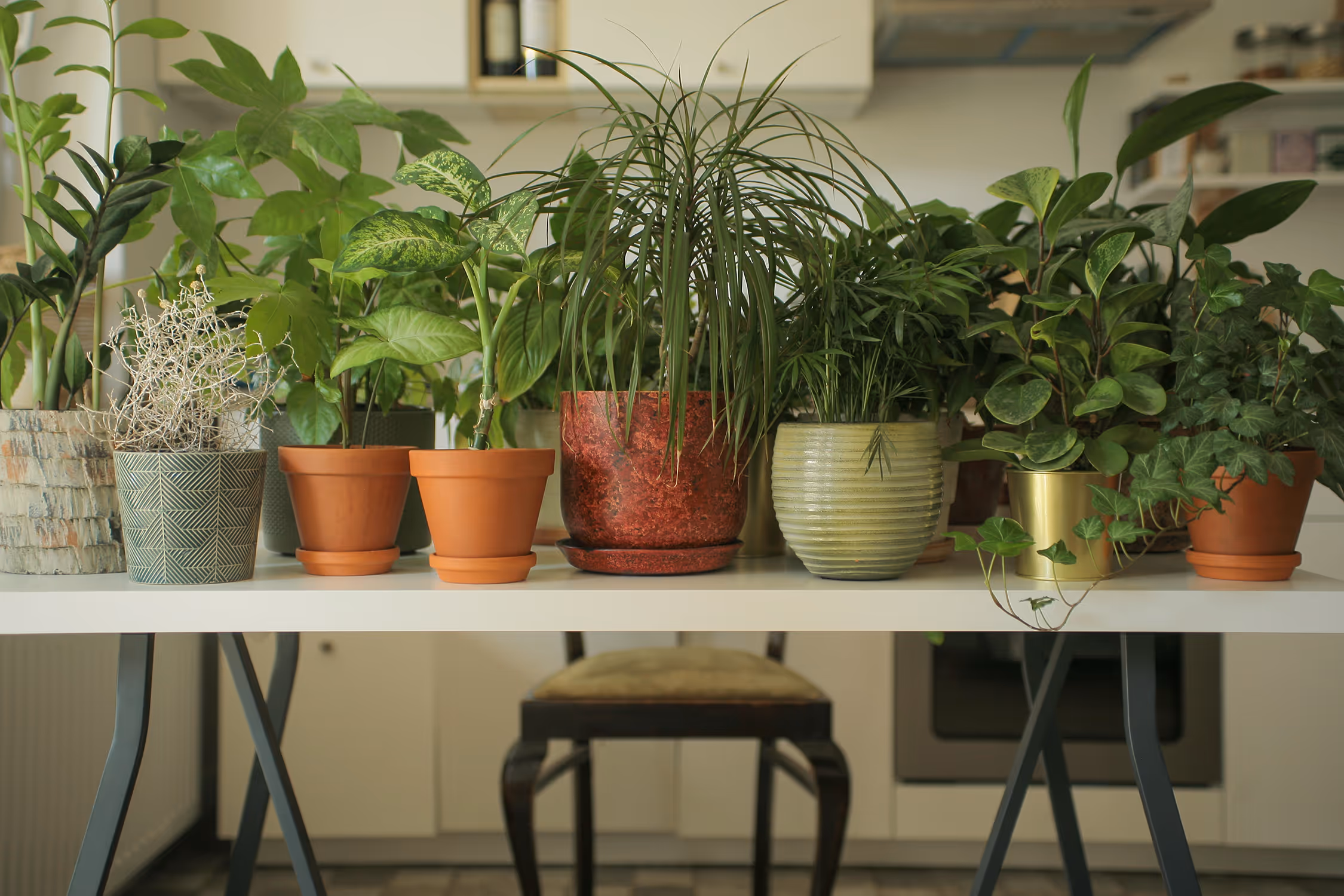 A collection of various green potted houseplants, including dracaena and schefflera, arranged on a white counter in a bright, modern kitchen interior, emphasizing a cozy, urban jungle lifestyle aesthetic.