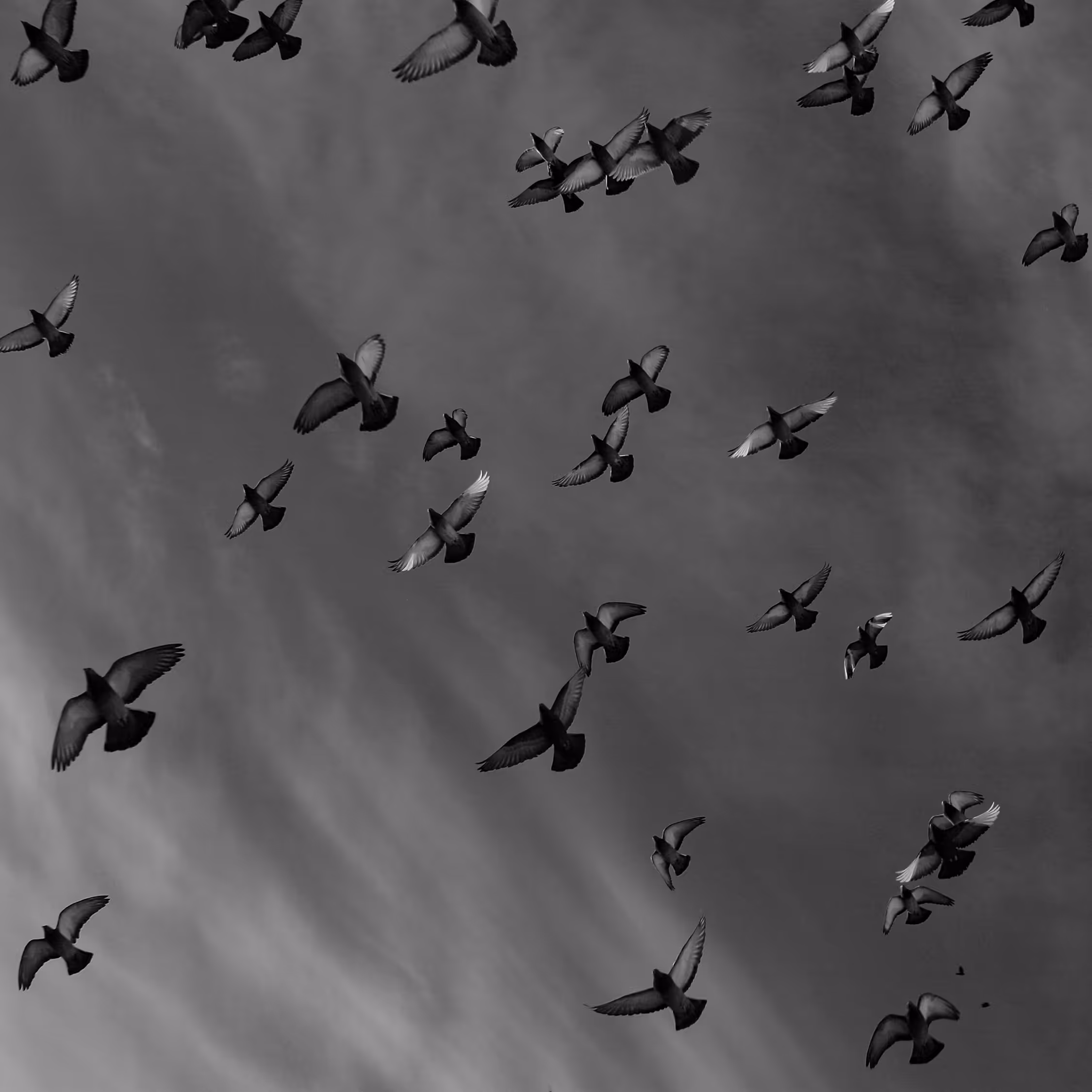 Minimalist black and white fine art photograph capturing a large flock of pigeons flying across a textured, cloudy sky, emphasizing negative space and atmospheric contrast.