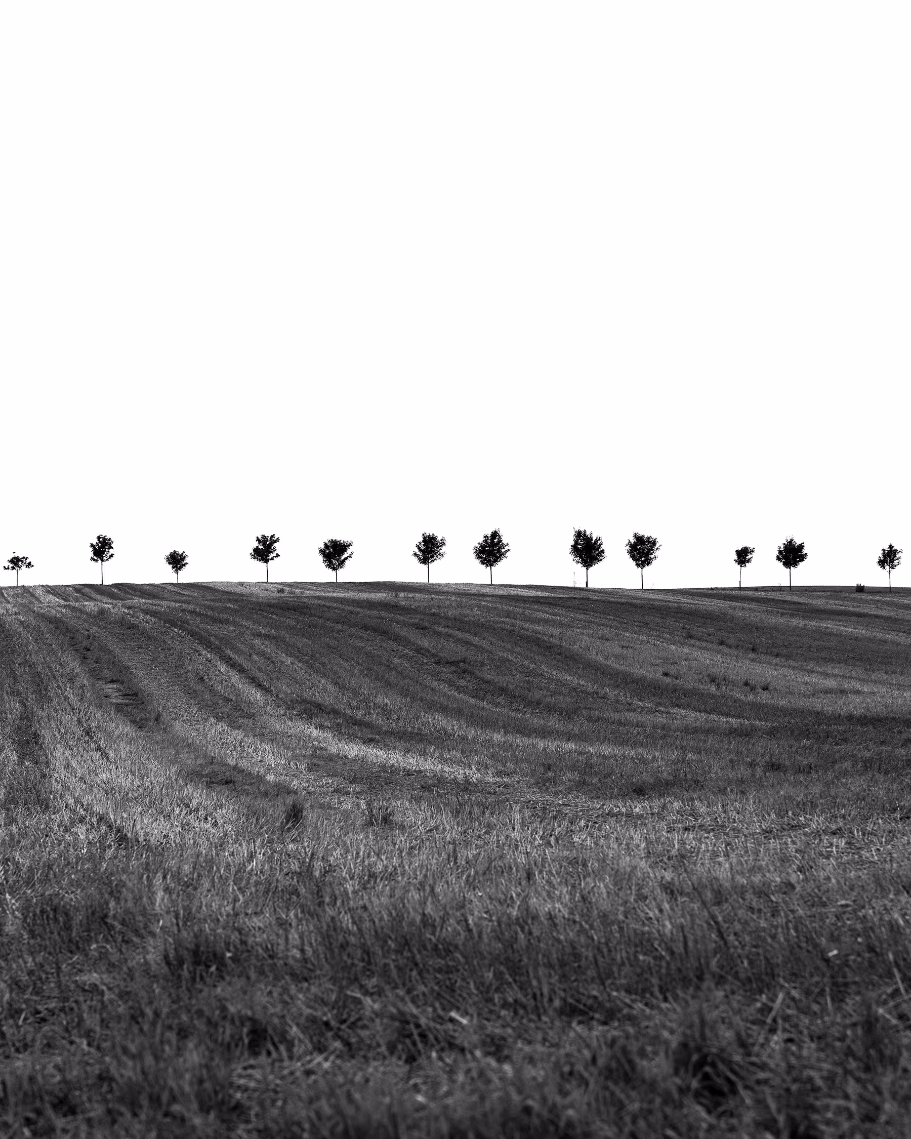 High-key, minimalist black and white landscape photograph from Harte, Denmark, featuring a row of dark trees silhouetted against a white sky above a textured, rolling field, emphasizing negative space and symmetry.