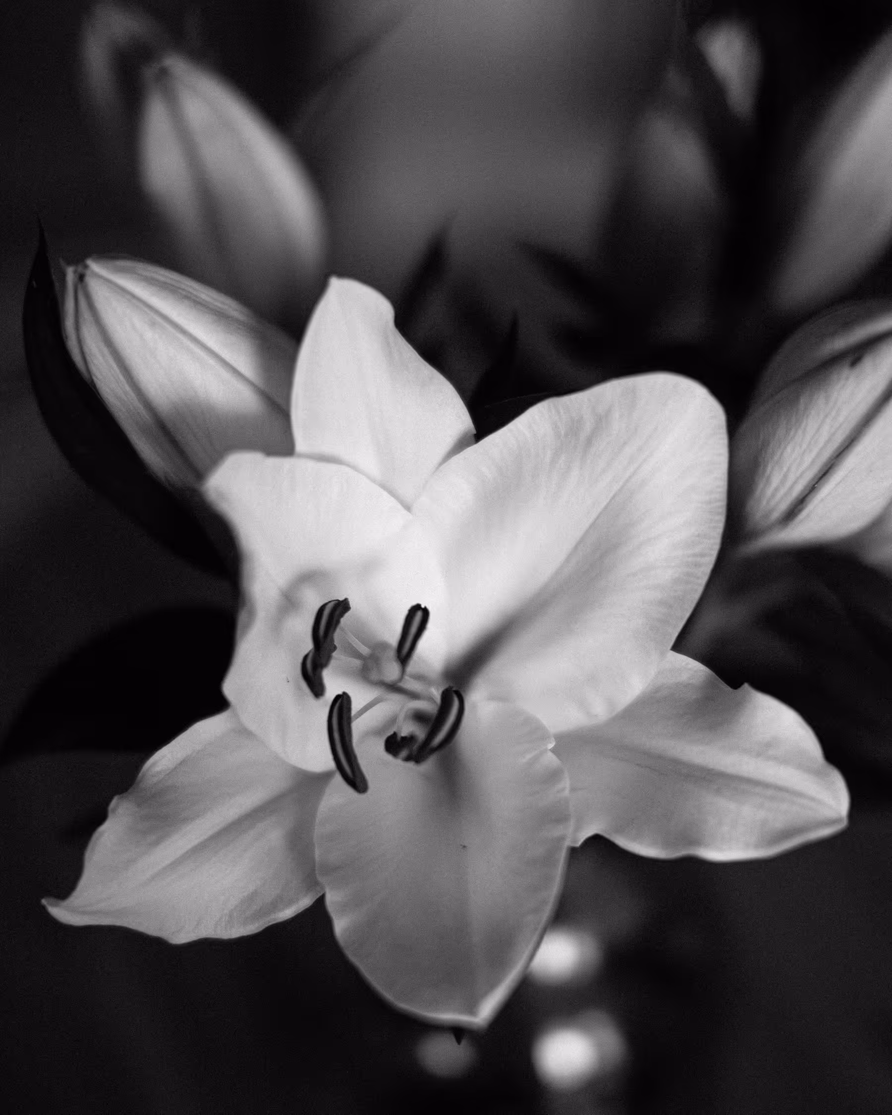 High-contrast, black and white close-up portrait of a single white lily in bloom with three closed buds in the background, emphasizing the delicate texture of the petals and the deep shadows of the background.