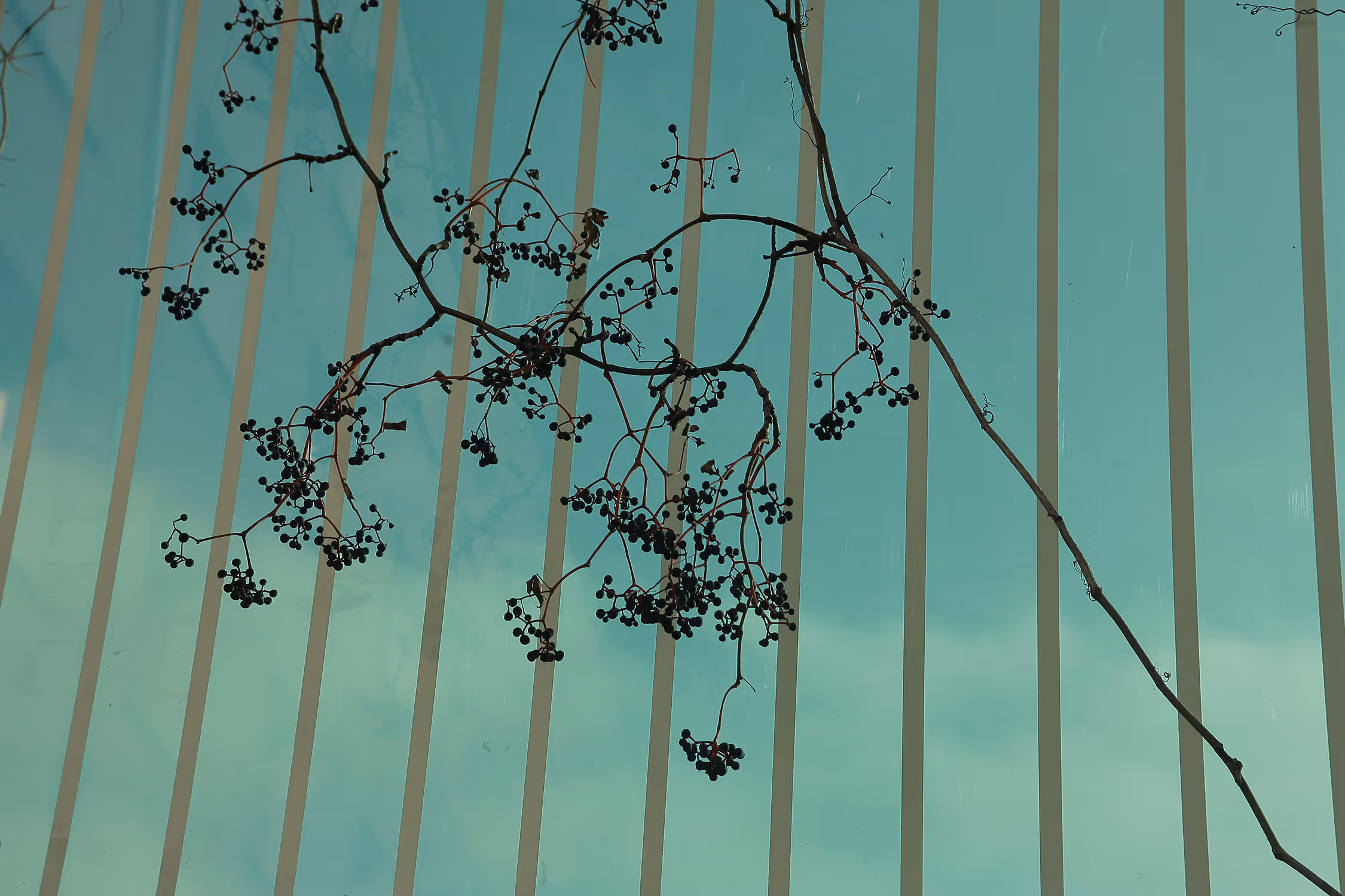 Minimalist botanical photography of a dark vine growing against the modern, teal glass facade of an office building.