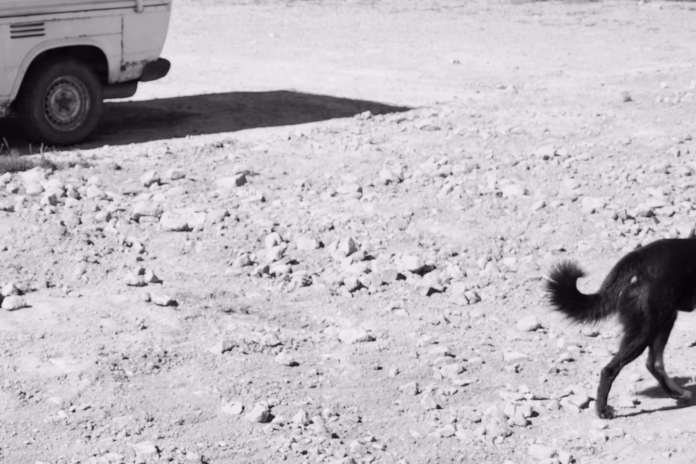 High-key, grainy black and white minimalist photograph of the hindquarters of a dark dog walking across a rough, rocky desert landscape, with a portion of a vintage truck visible in the upper left corner, emphasizing texture and candid motion.