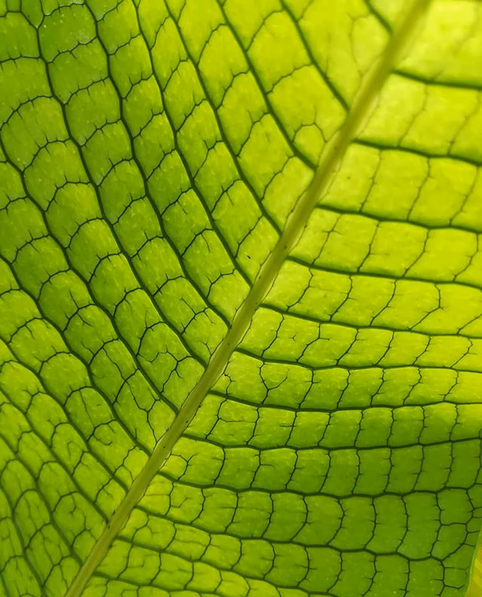 Macro photography of a vibrant green leaf backlit by sunlight, emphasizing the intricate cellular texture and vein structure, creating an abstract botanical pattern suitable for wall art.
