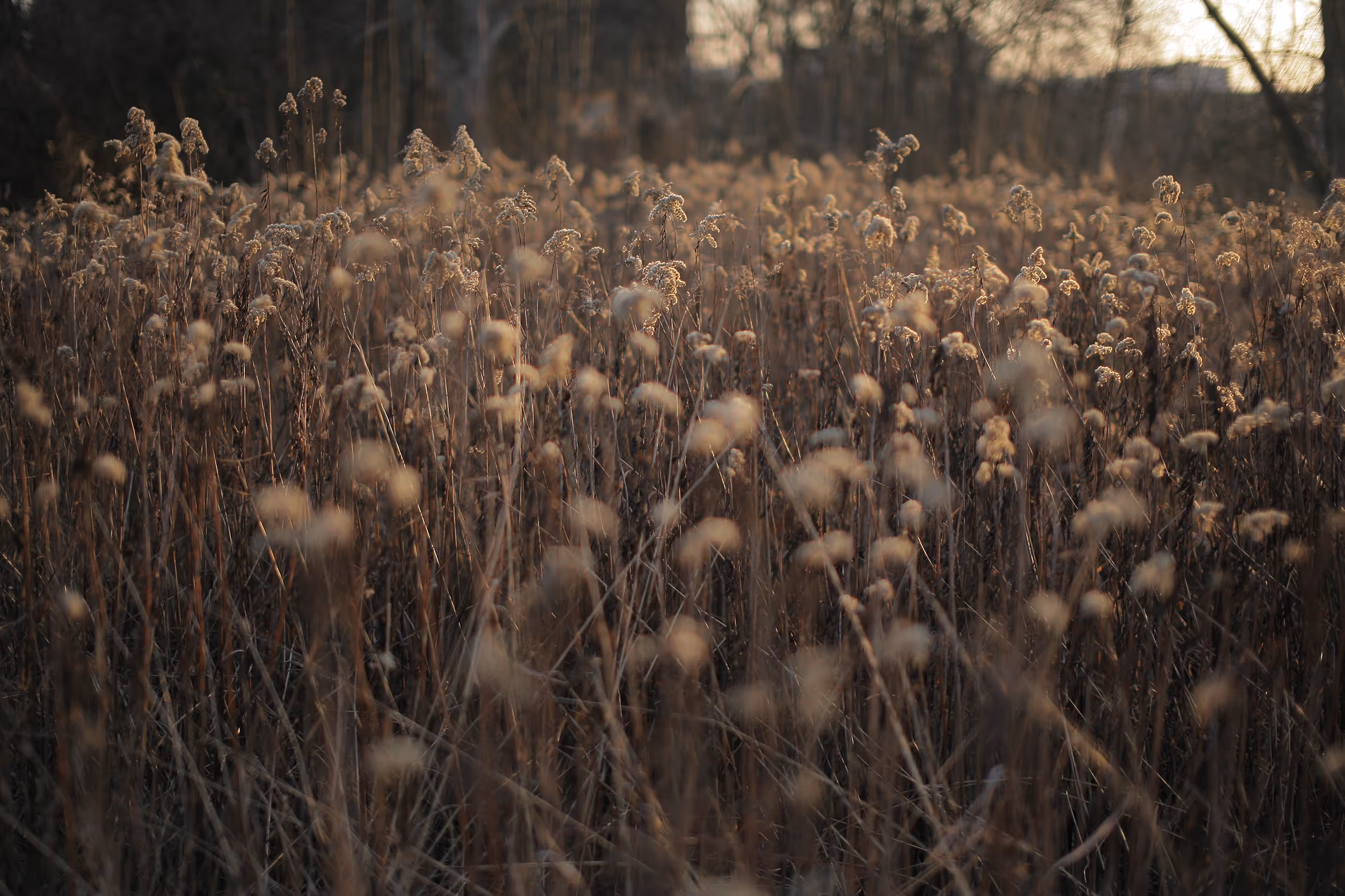 Soft focus photograph of a field of dry, brown grass and fluffy seed heads illuminated by warm, low sunlight during the golden hour, creating an atmospheric and nostalgic mood.