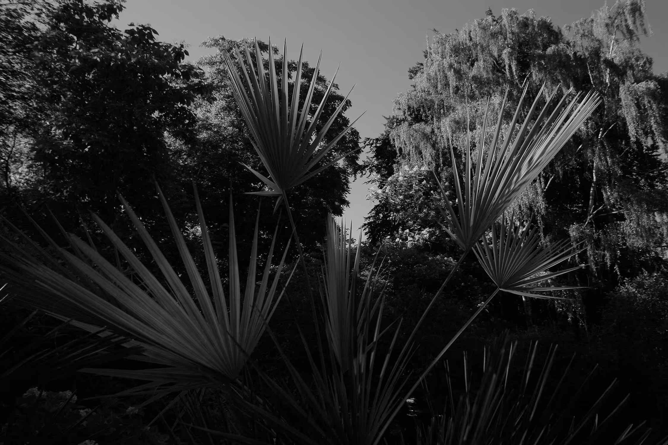 High-contrast, low-angle monochrome photograph of large, spiky palm fronds silhouetted against the sky and dark trees in the Jagiellonian University Botanical Garden, Krakow.