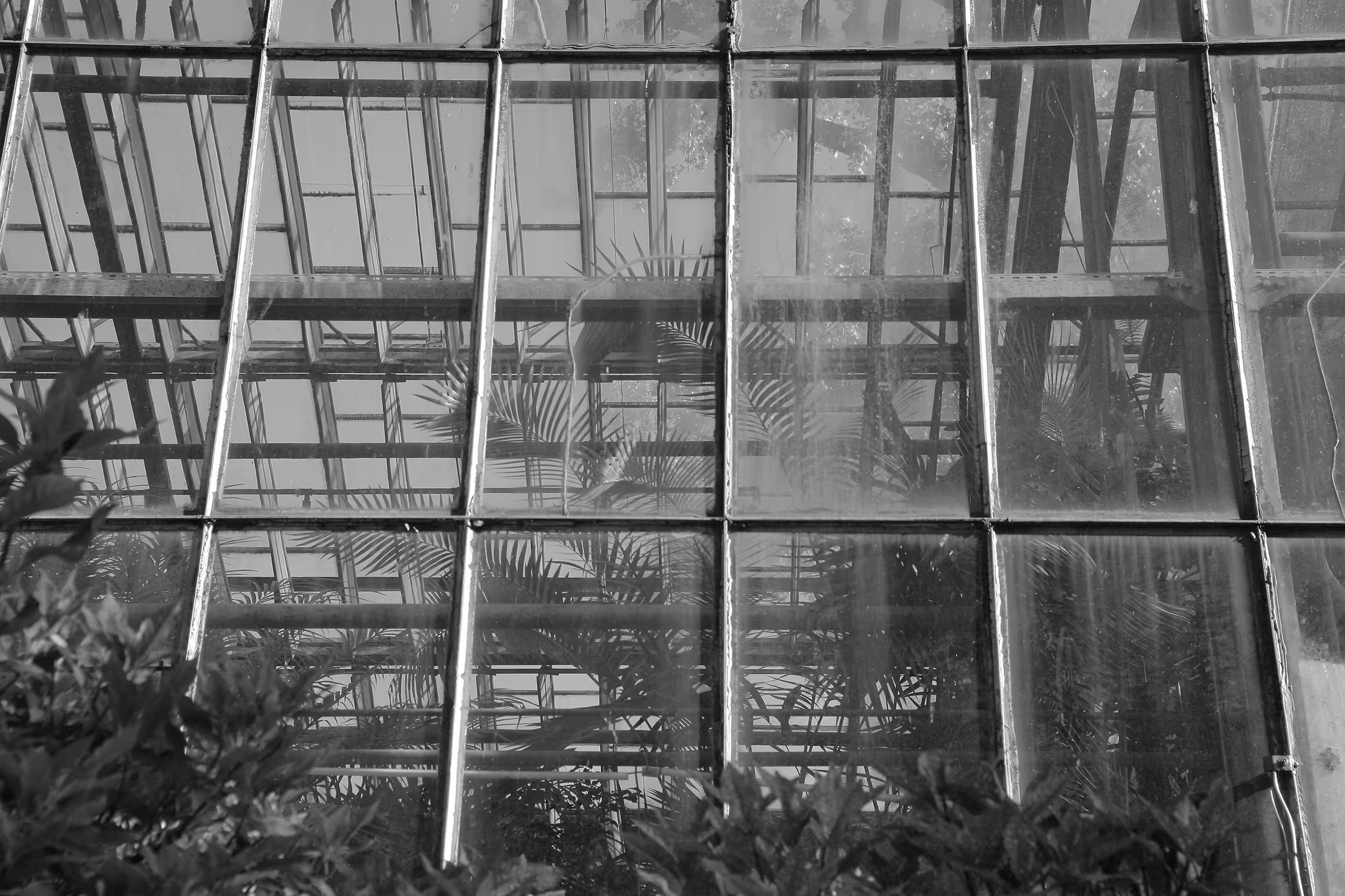 Monochrome, symmetrical photograph of a glasshouse facade at Jagiellonian University Botanical Garden, Krakow, featuring repetitive glass panes and reflections of tropical plants inside.