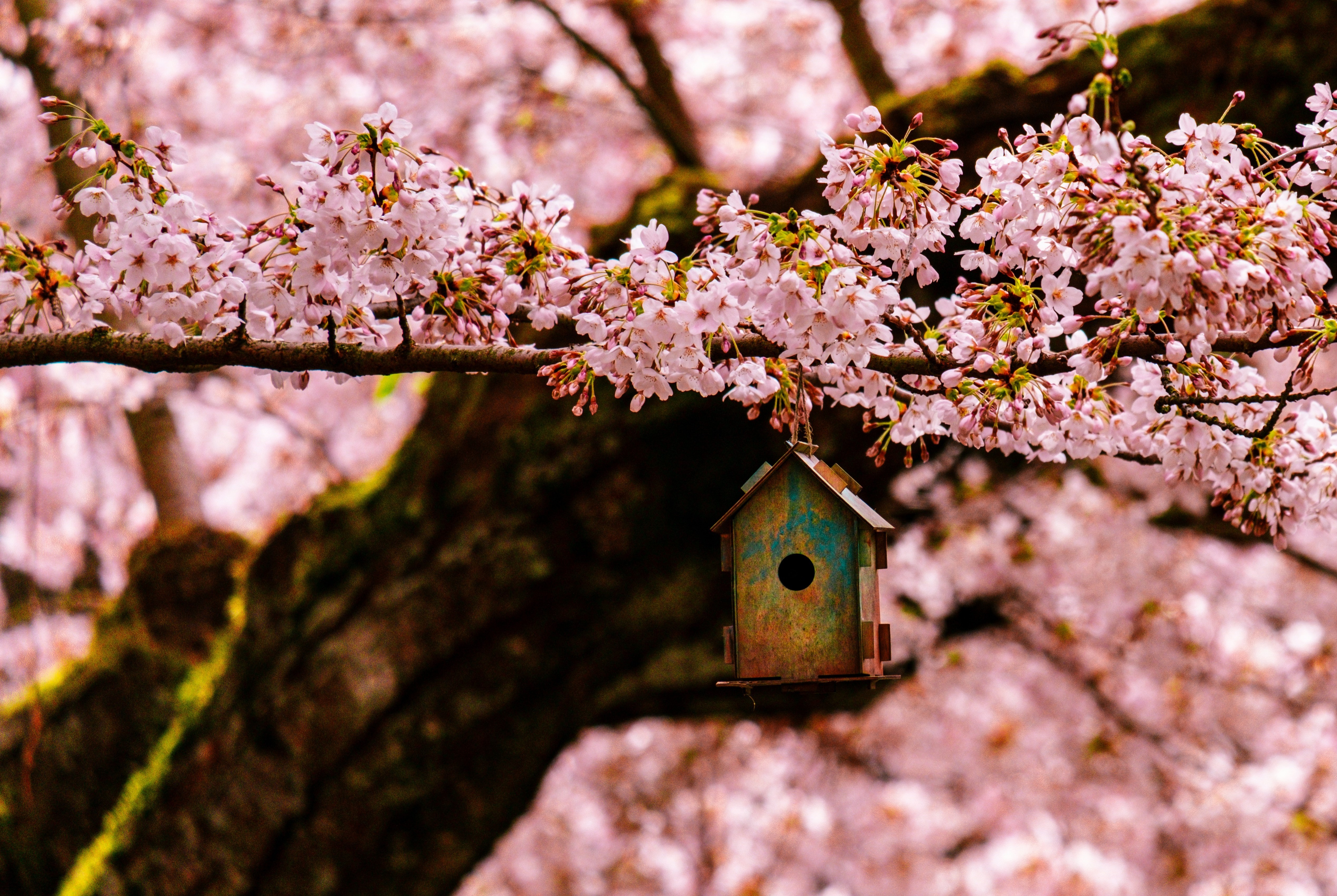 Photo of a small rustic birdhouse on a pink blossomed tree.
