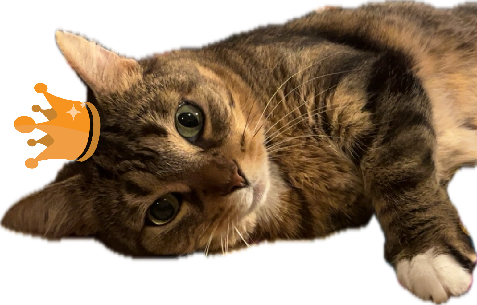 A cat with a crown on it's head lying on it's side.
