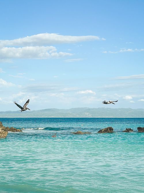 Birds flying over the sea