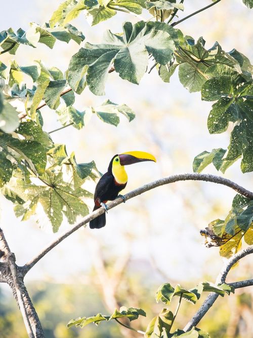 Tucan on a branch