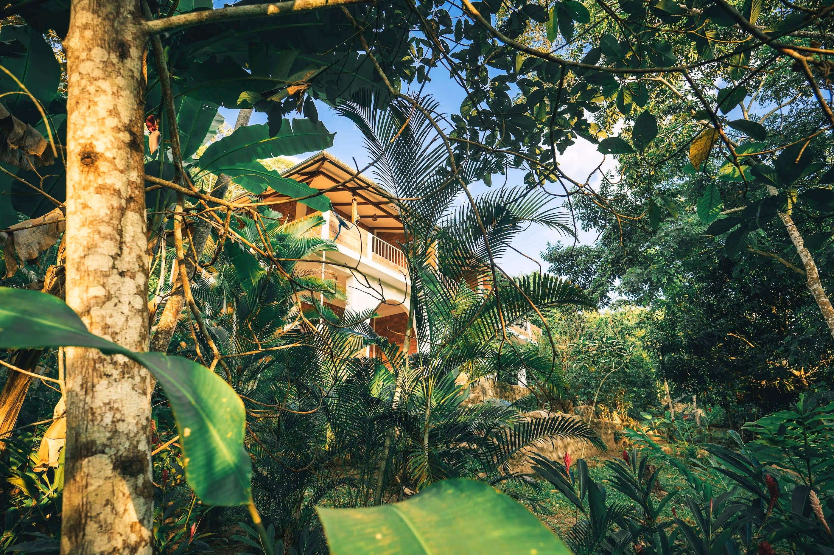 Picture of a house in the jungle