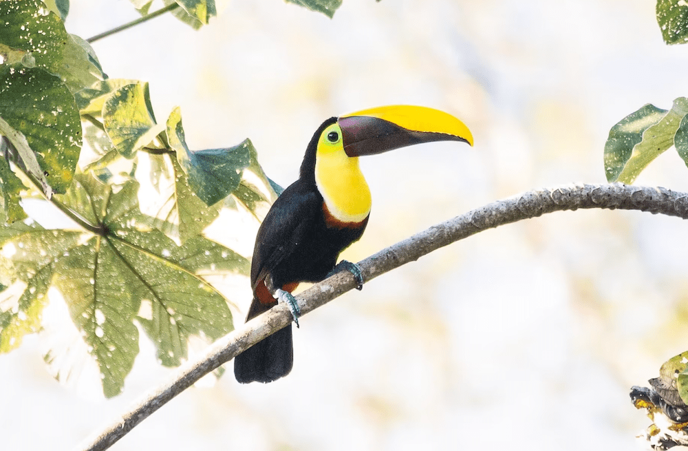 Tucan on a branch