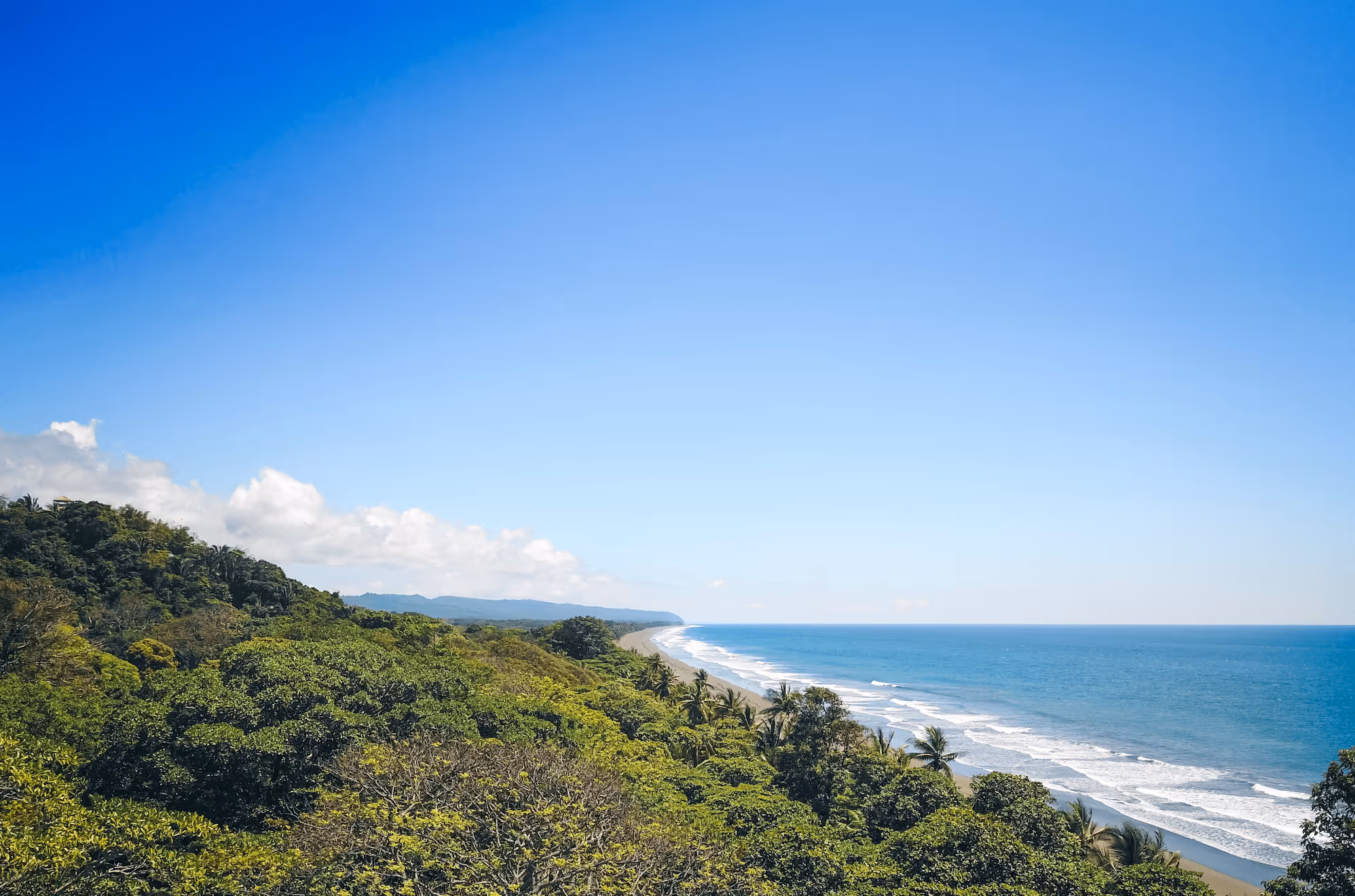 Jungle in front of the ocean