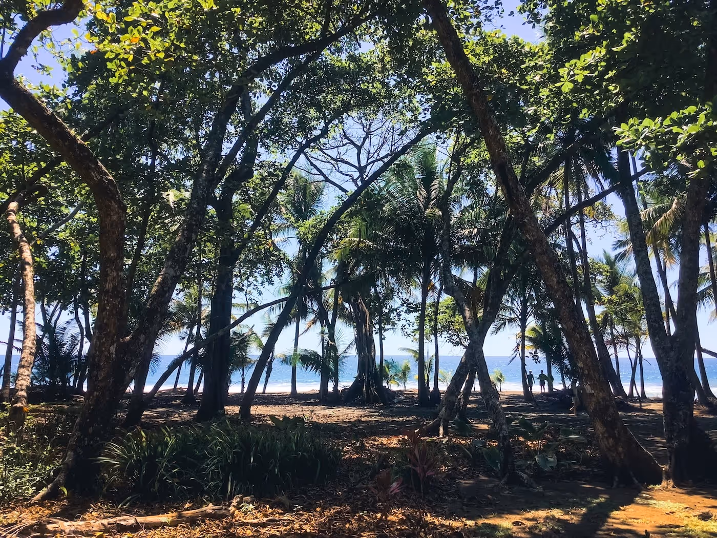 Trees in front of the beach