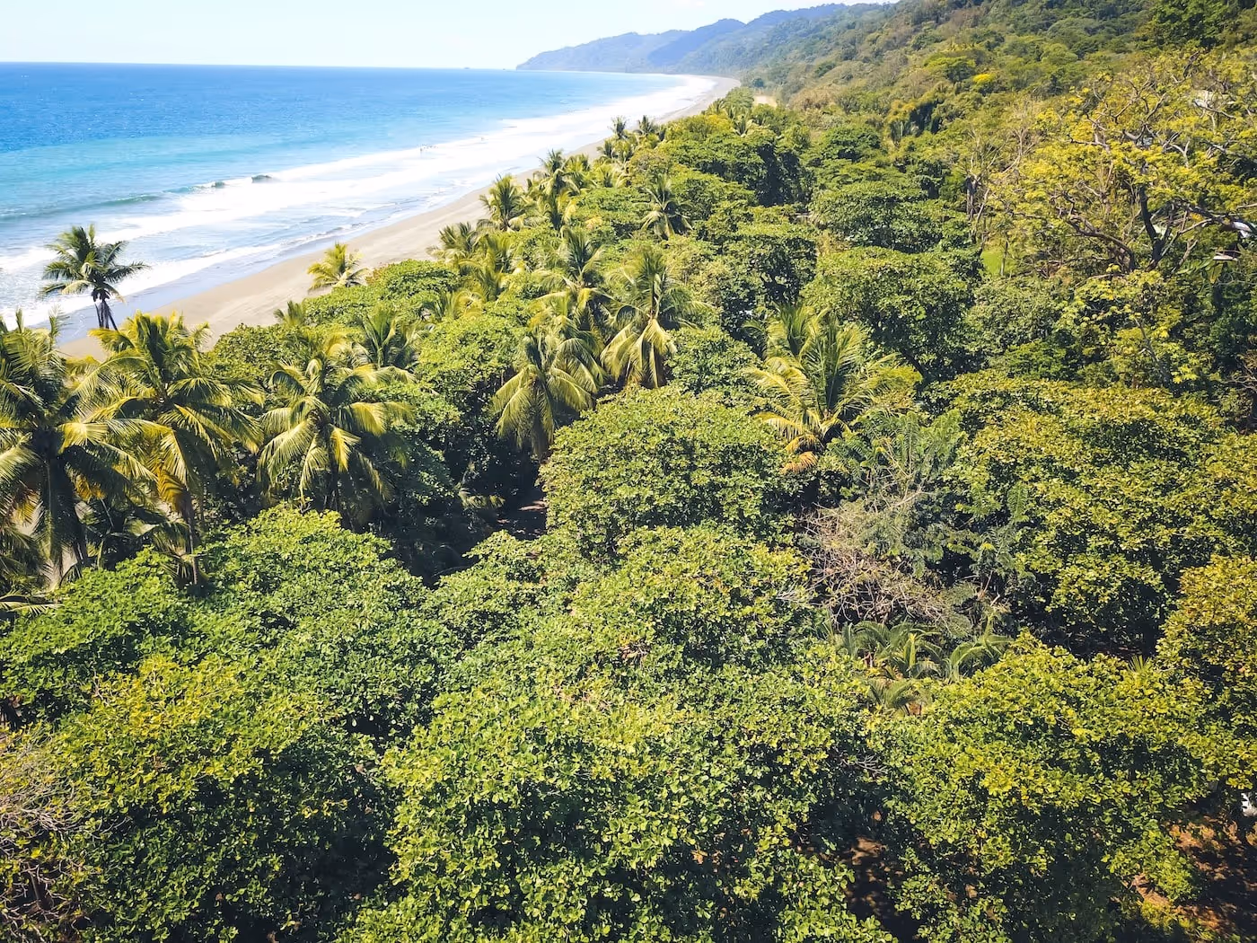 Forest overlooking the ocean
