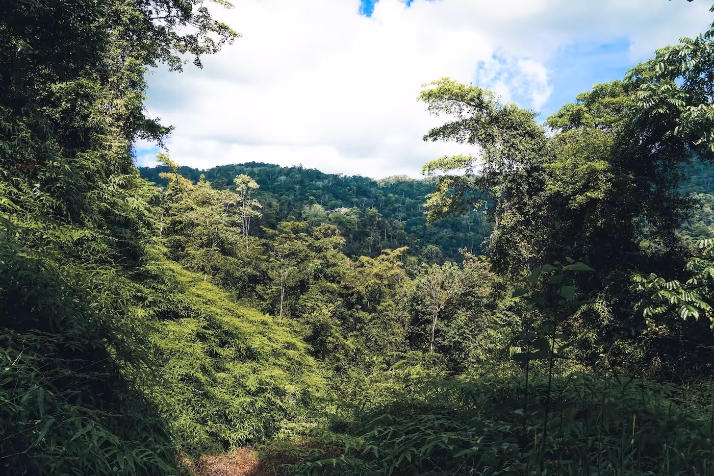 View of a mountain covered by the jungle in Costa Rica