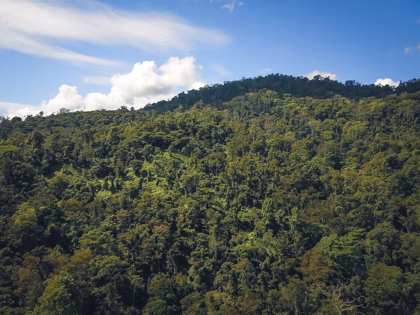 Hill covered by the forest in Costa Rica