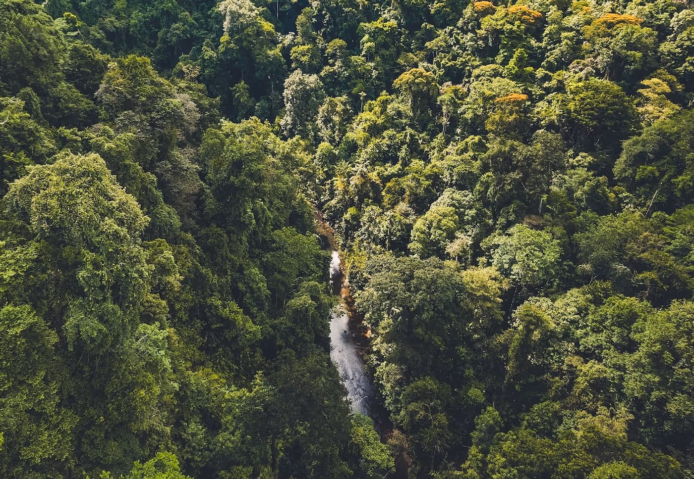Aerial view of a river in the jungle