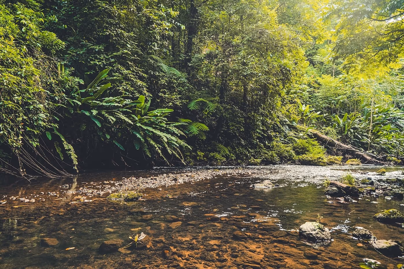 River in the jungle in Costa Rica