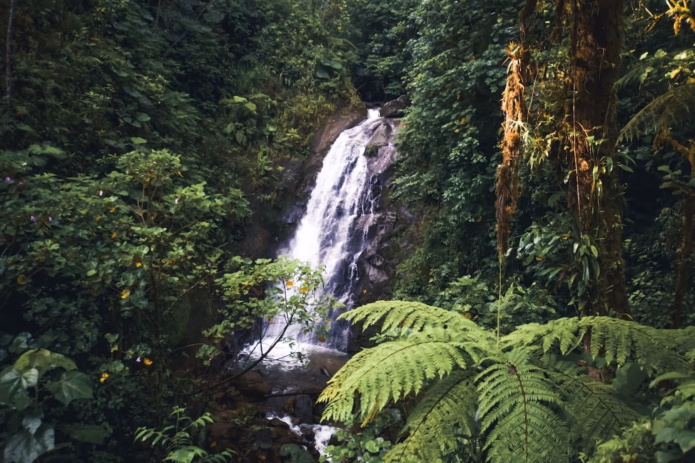 Waterfall in the jungle 