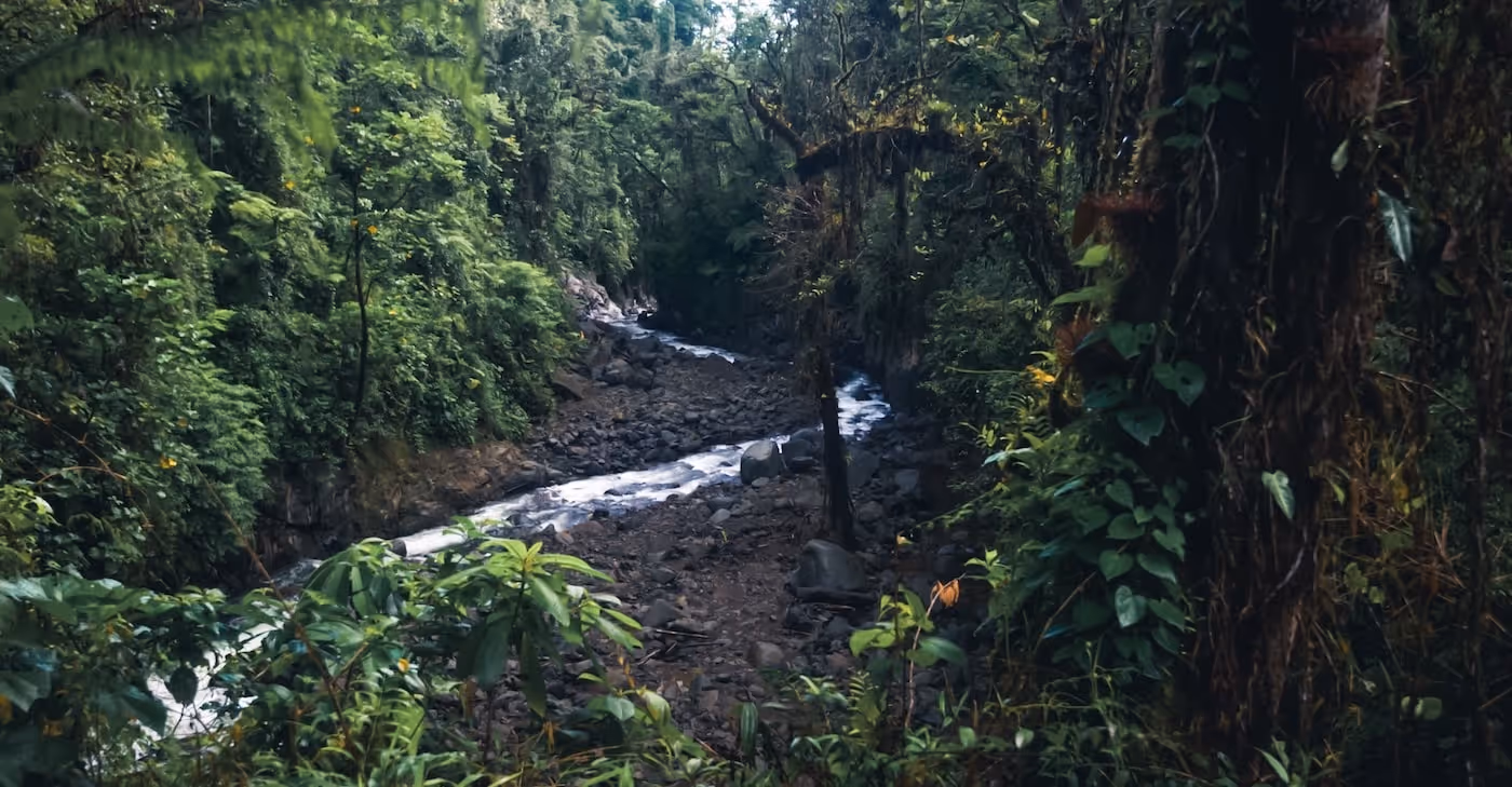 Small stream in the jungle
