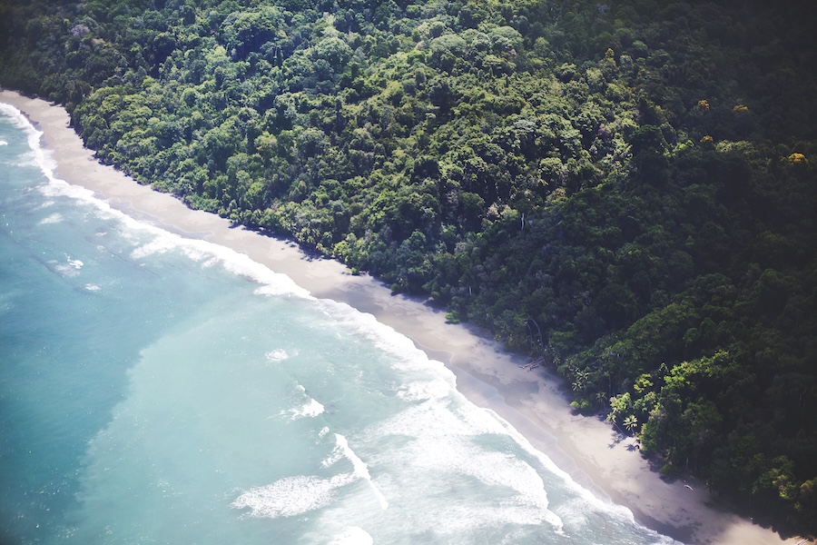Wild beach covered in jungle