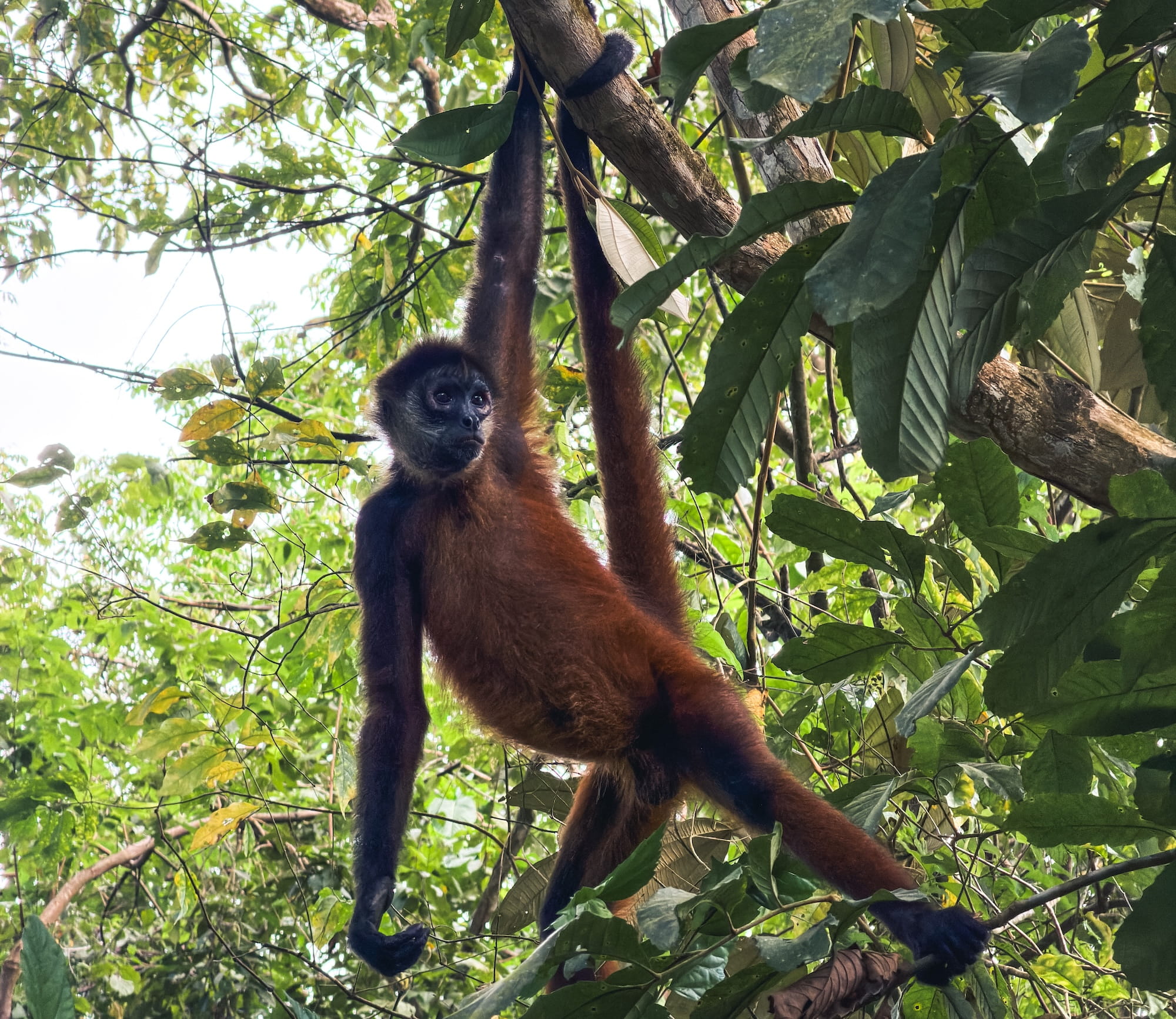 Spider monkey in Costa Rica