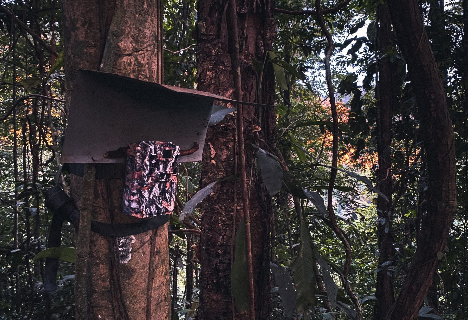 Camera trap installed in the jungle