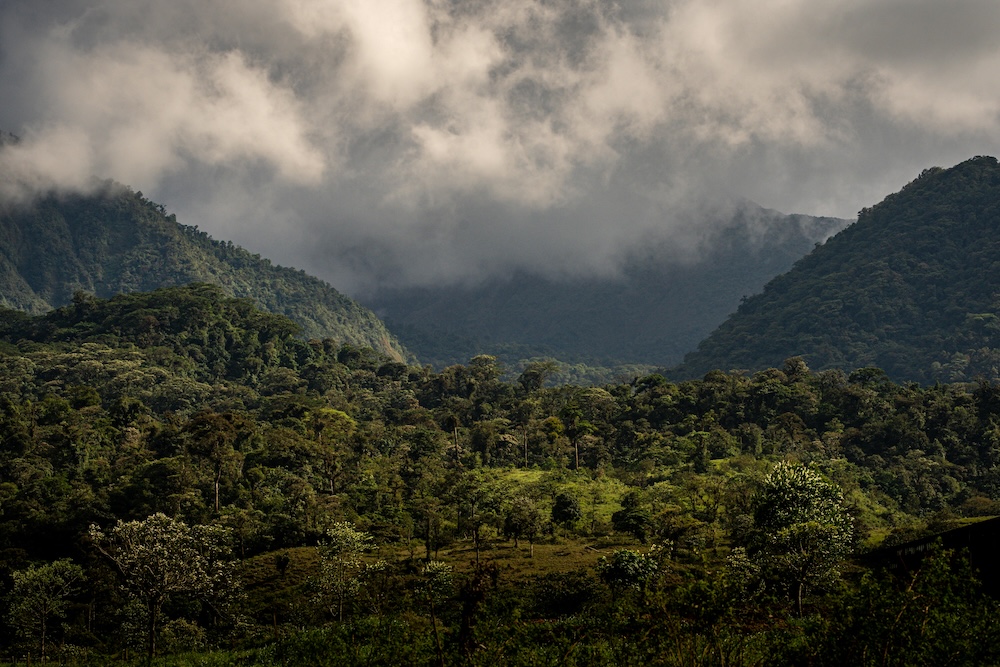 Costa Rican forest