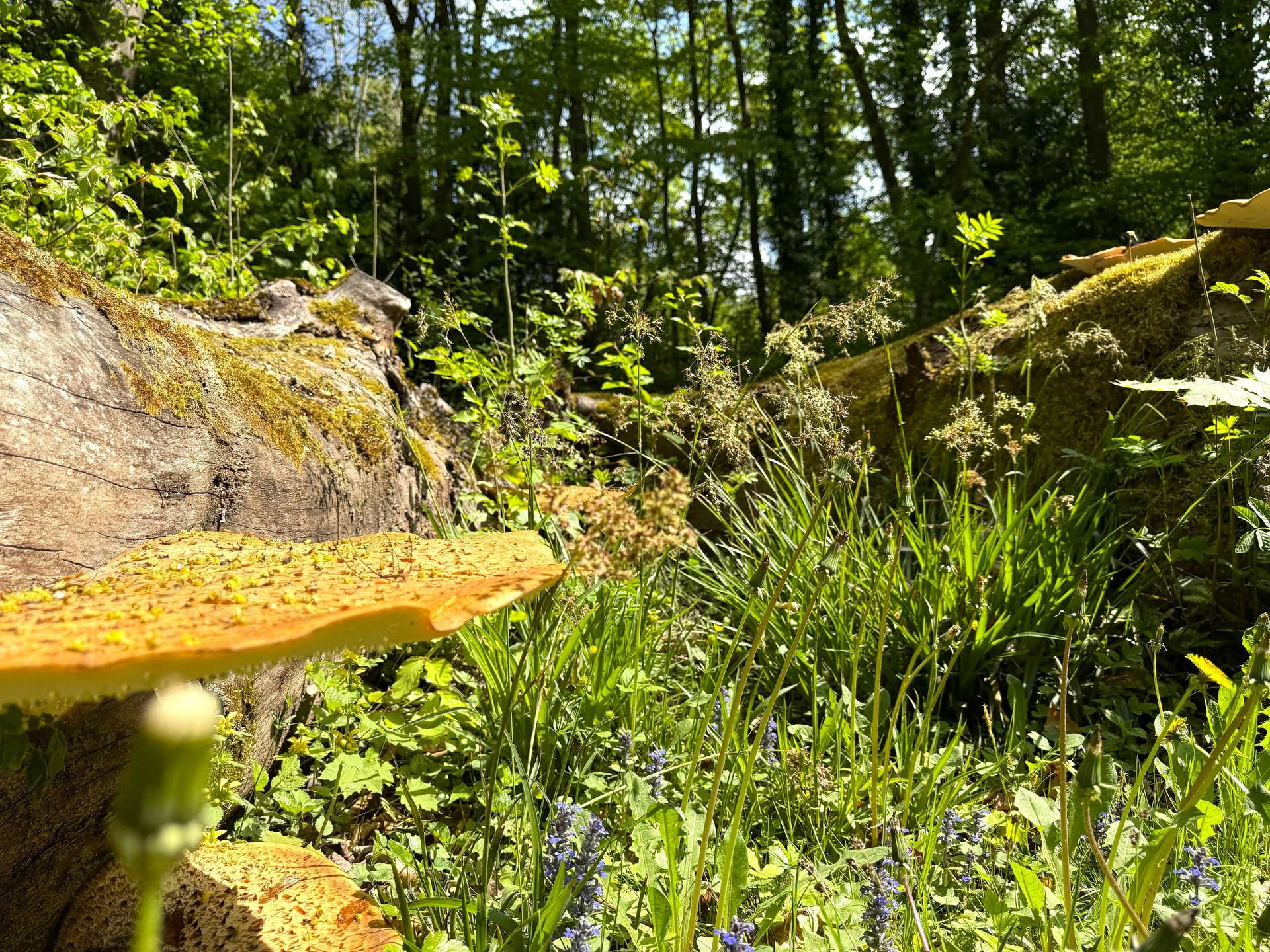 °Ein Teil der Natur
