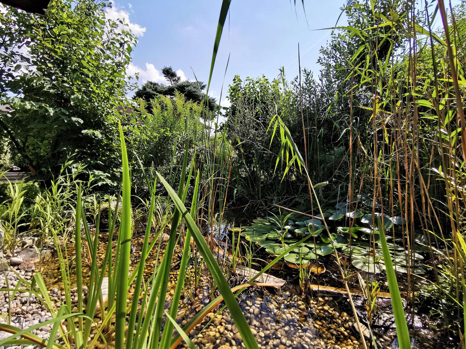 °Gartenteich mit Seerosen