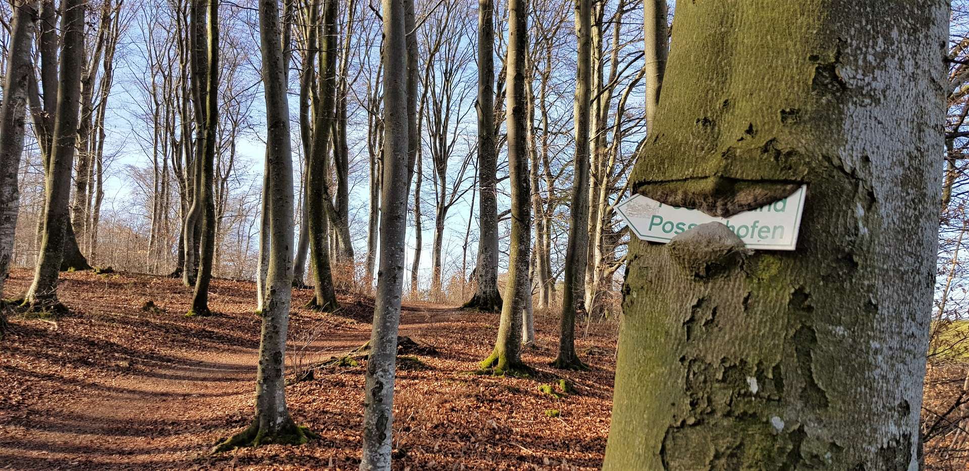 °Waldweg zum See