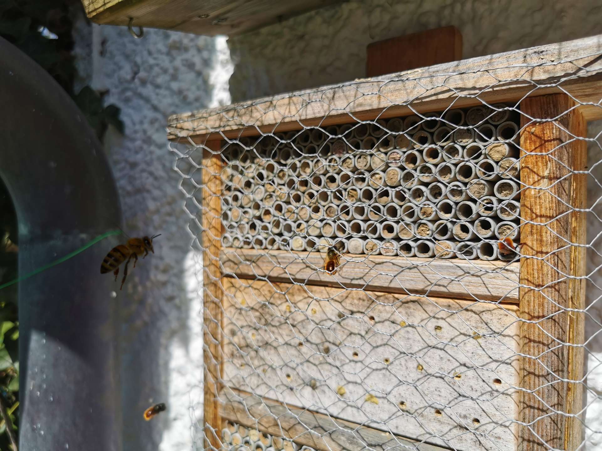 °Artenreichtum im Garten