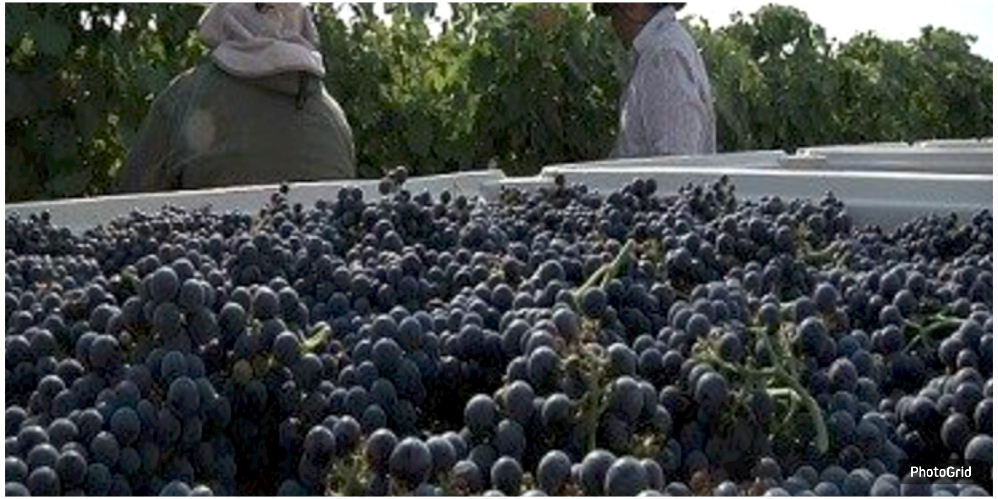  Texas Toasts Its Growing Wine Legacy During Texas Wine Month