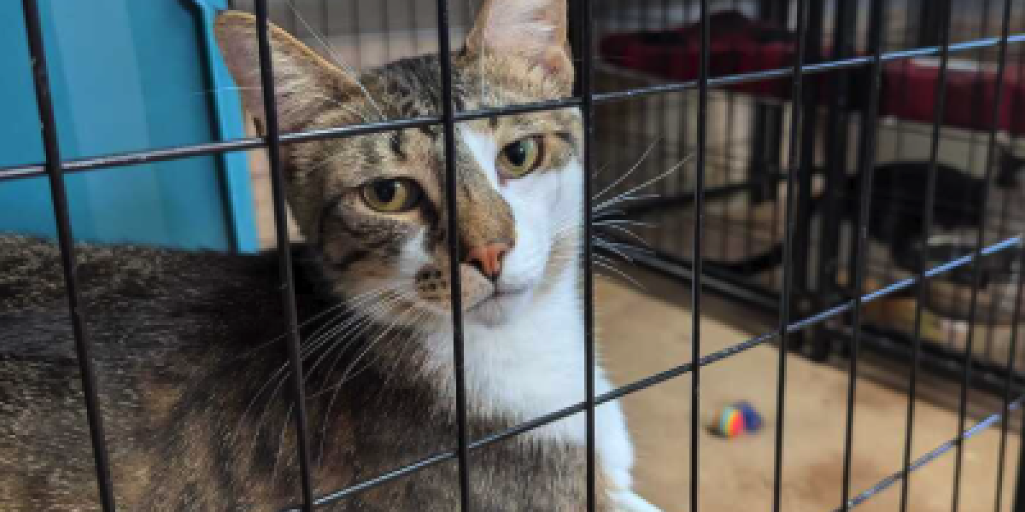 New Conroe TNR program aims to reduce stray cats, euthanasia rates