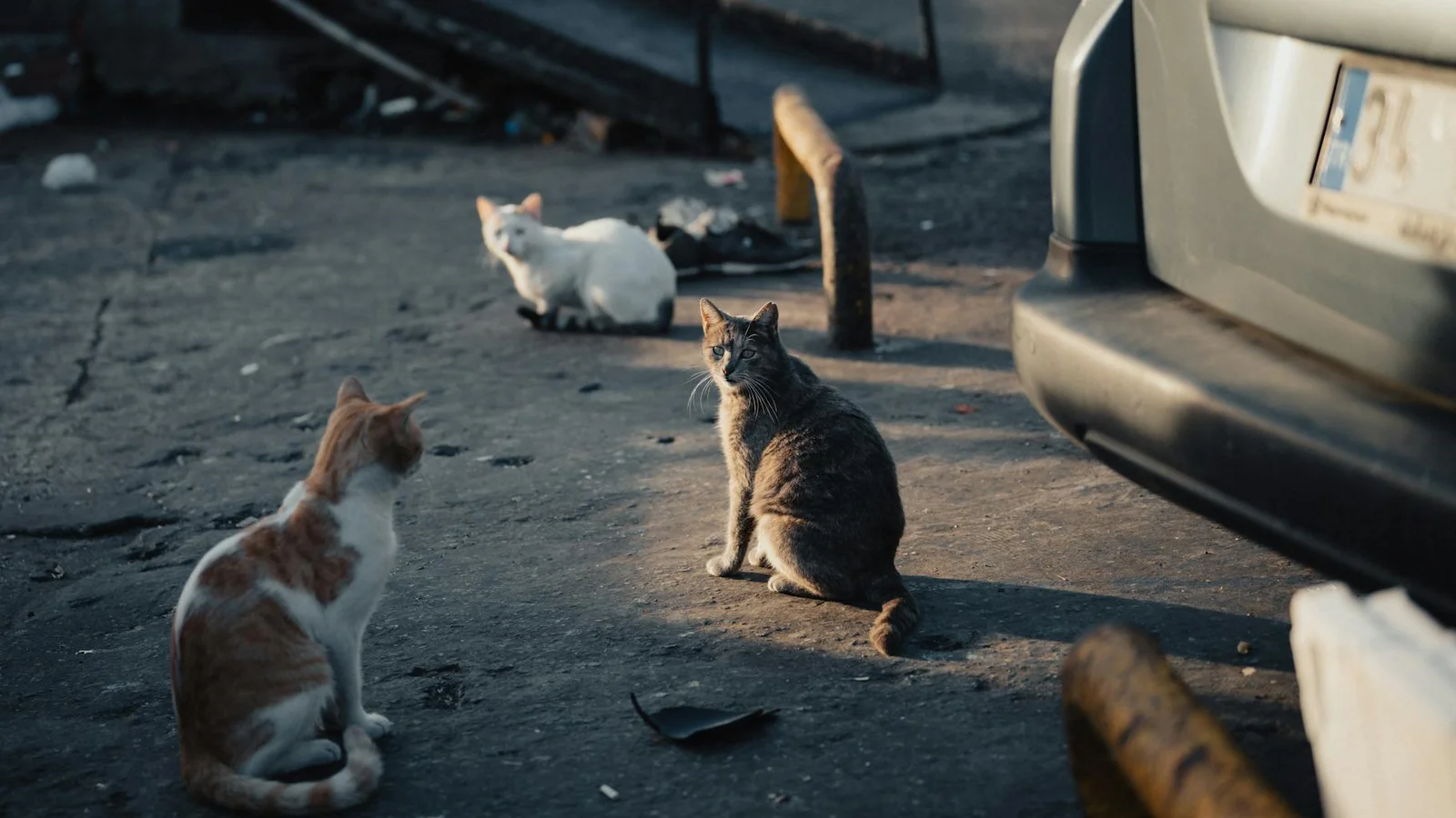New Conroe TNR program aims to reduce stray cats, euthanasia rates