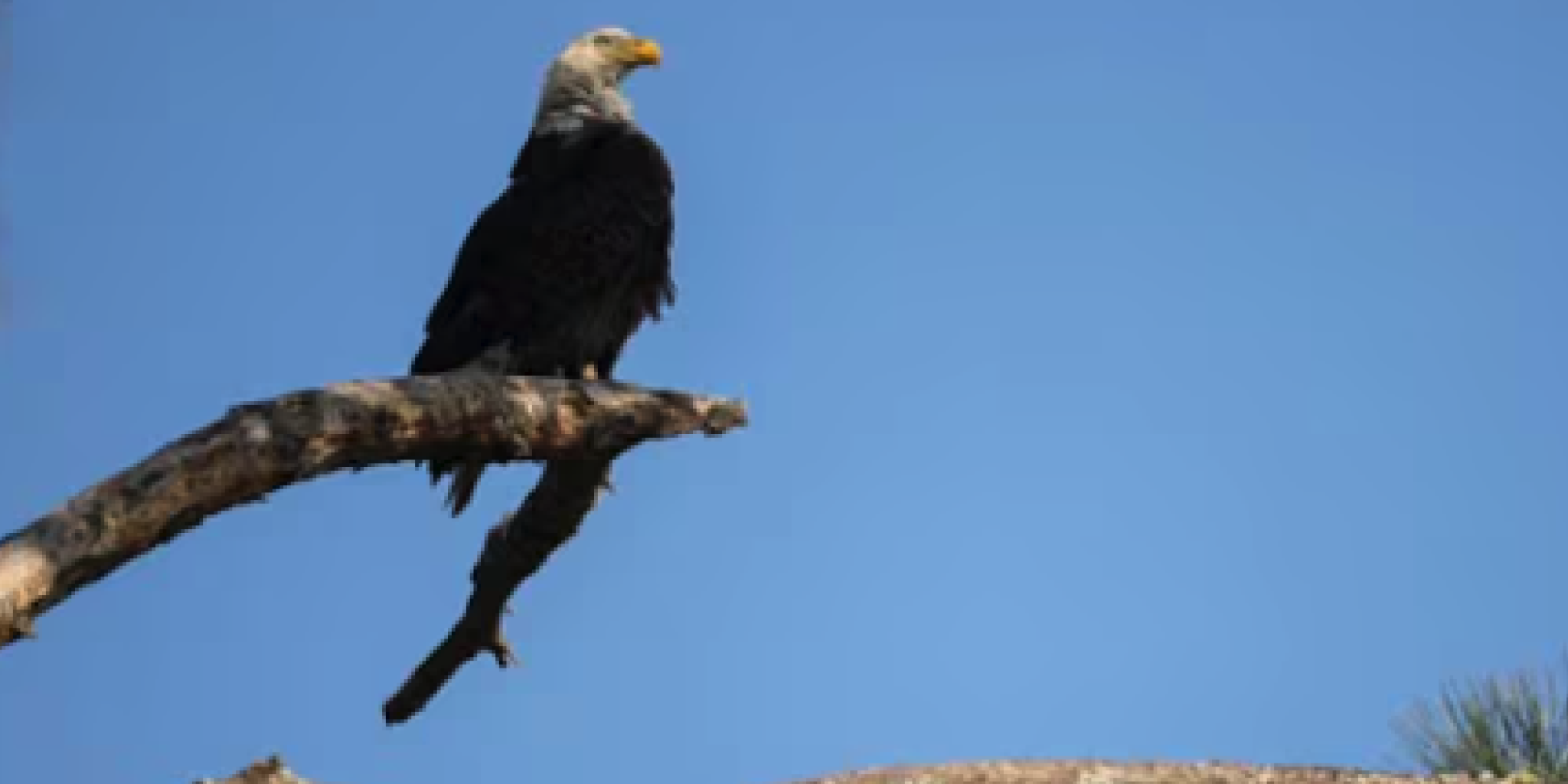 Texas man admits killing protected bald eagle, faces federal penalty
