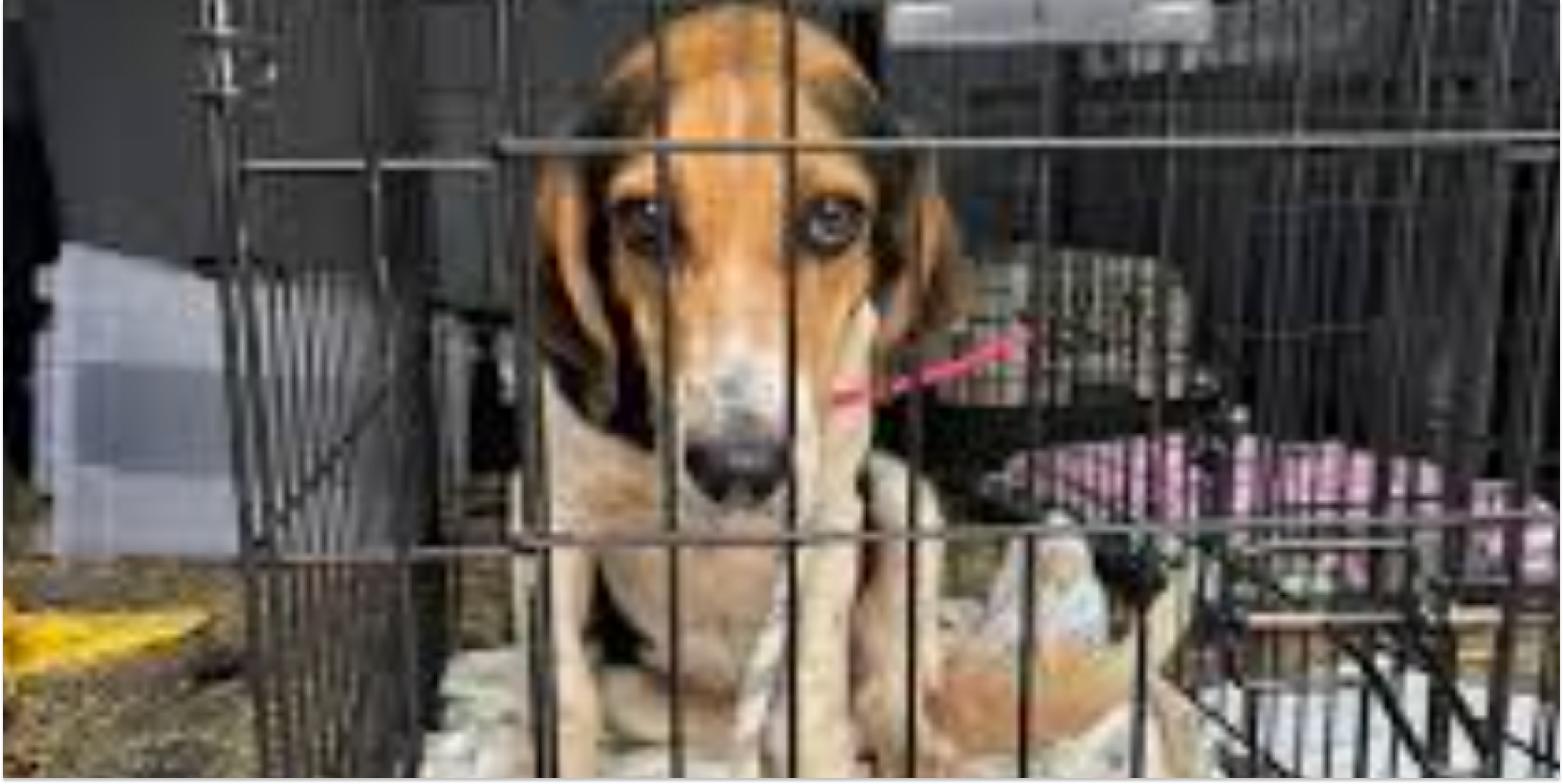 Conroe animal shelter reaches no-kill status