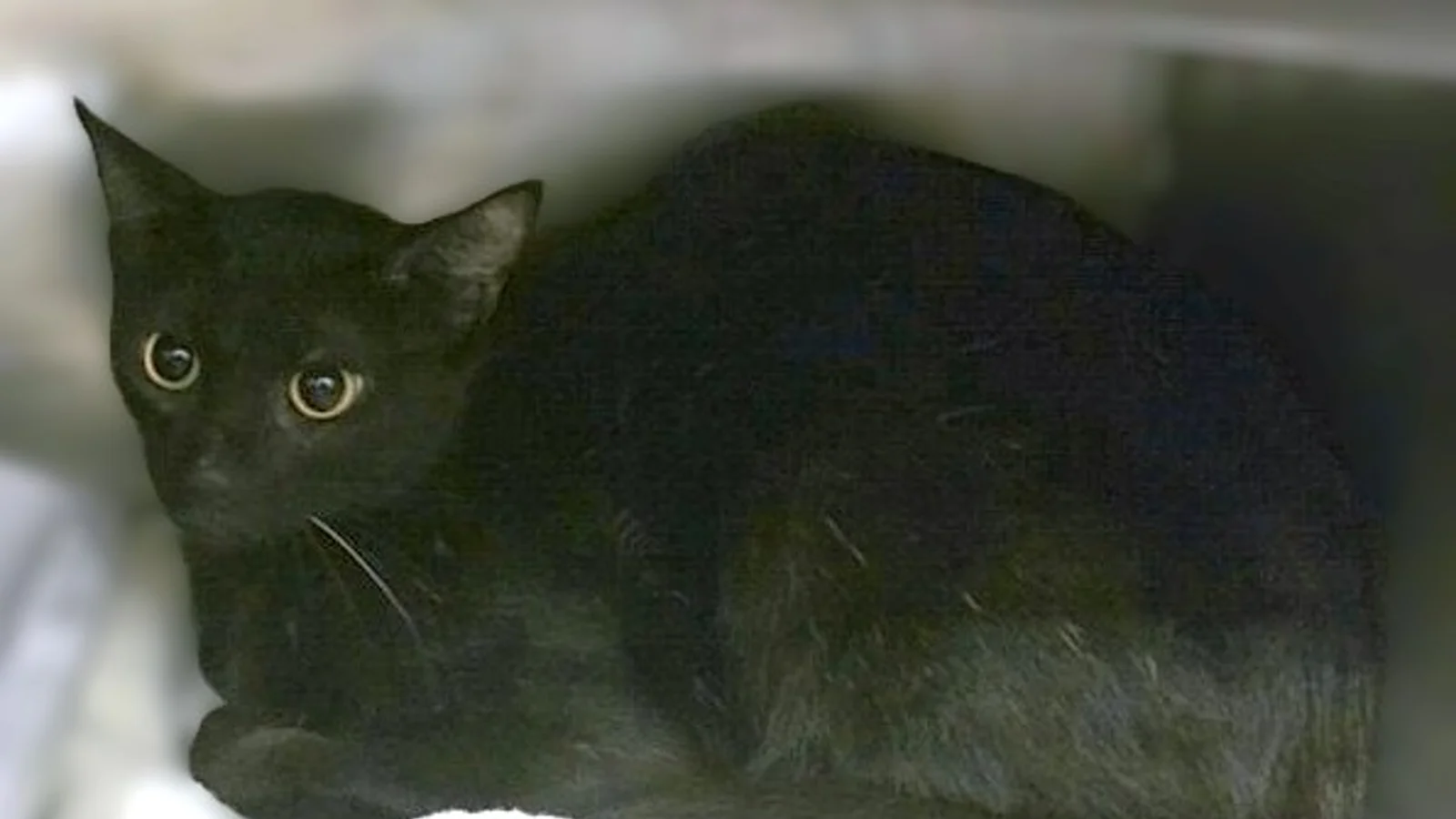 Montgomery County Animal Shelter Sees New Arrivals