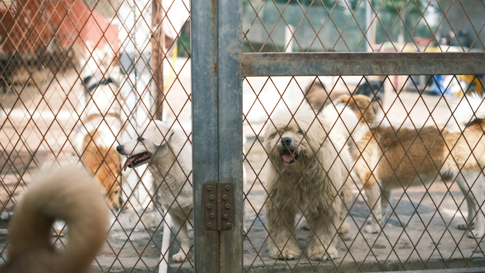 Conroe animal shelter reaches no-kill status