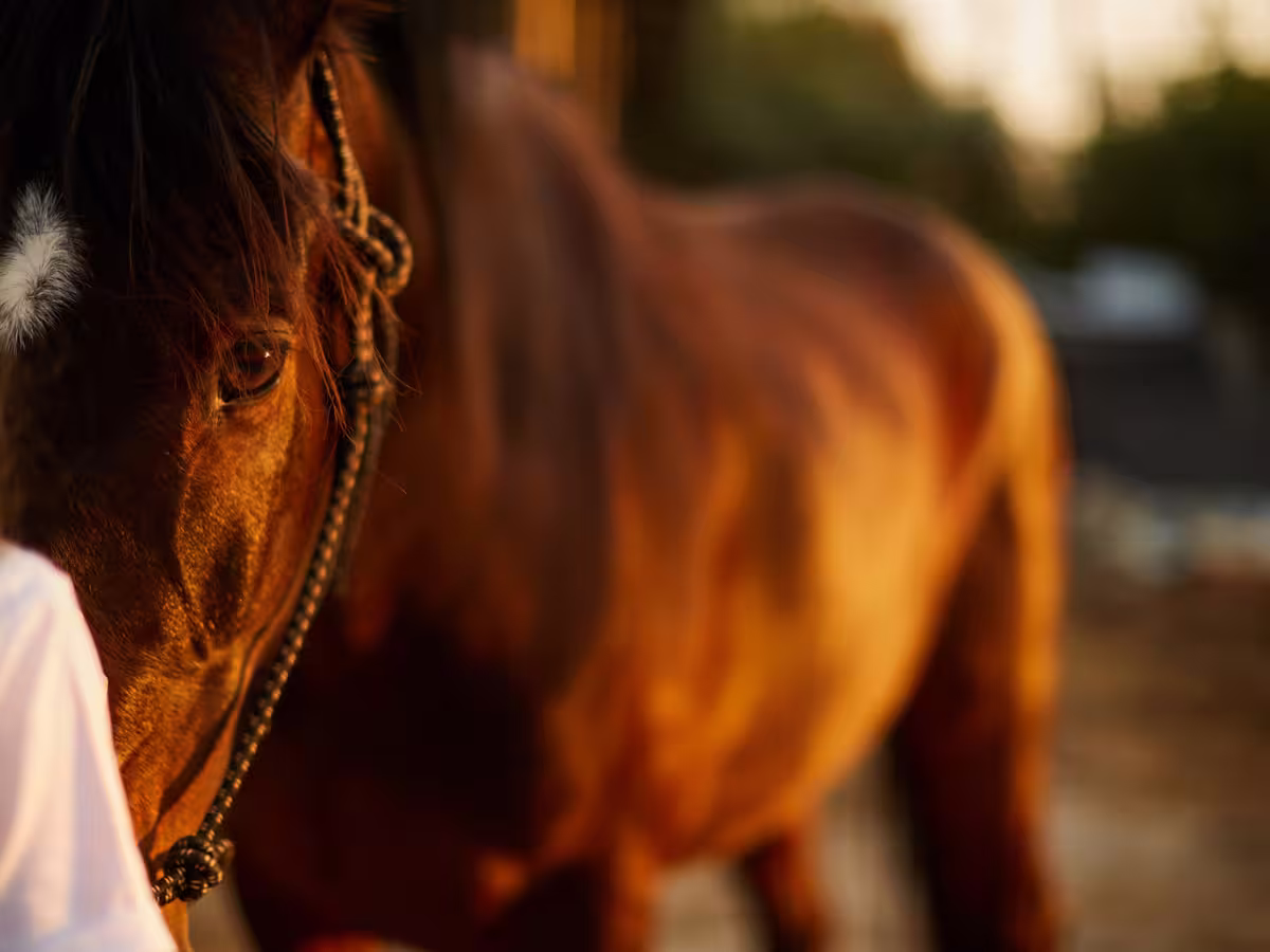 Rosewood Ranch Equine Horse Therapy 