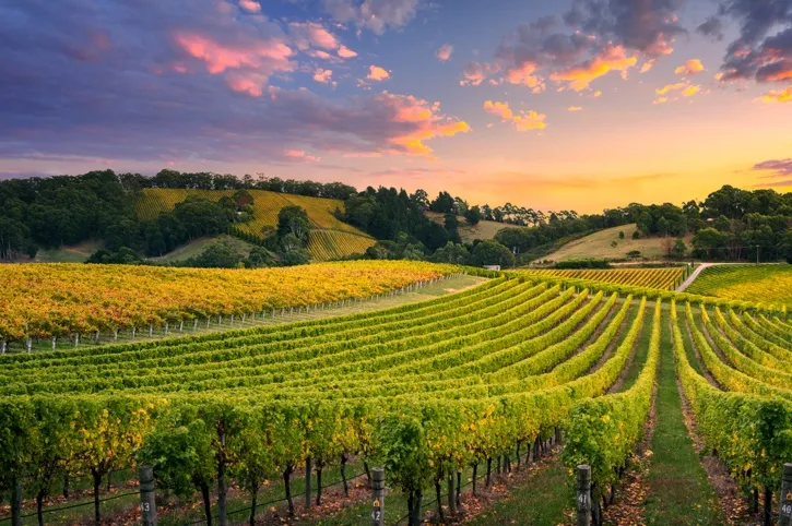 Vineyard rows in Adelaide Hills with trees and hills at sunset under a partly cloudy sky.