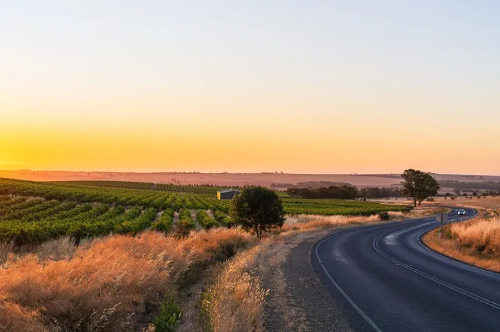 Curving rural road along vineyards and golden grass under a clear sky at sunrise or sunset.