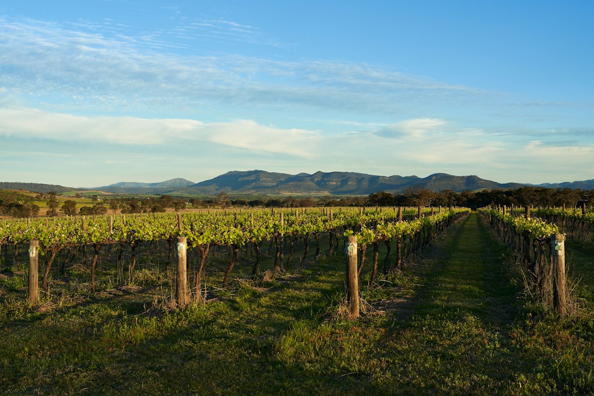 Rows of vines in a Hunter Valley vineyard