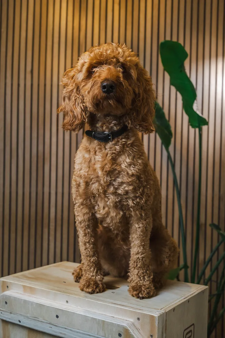 Els, de hond van EBP Studio