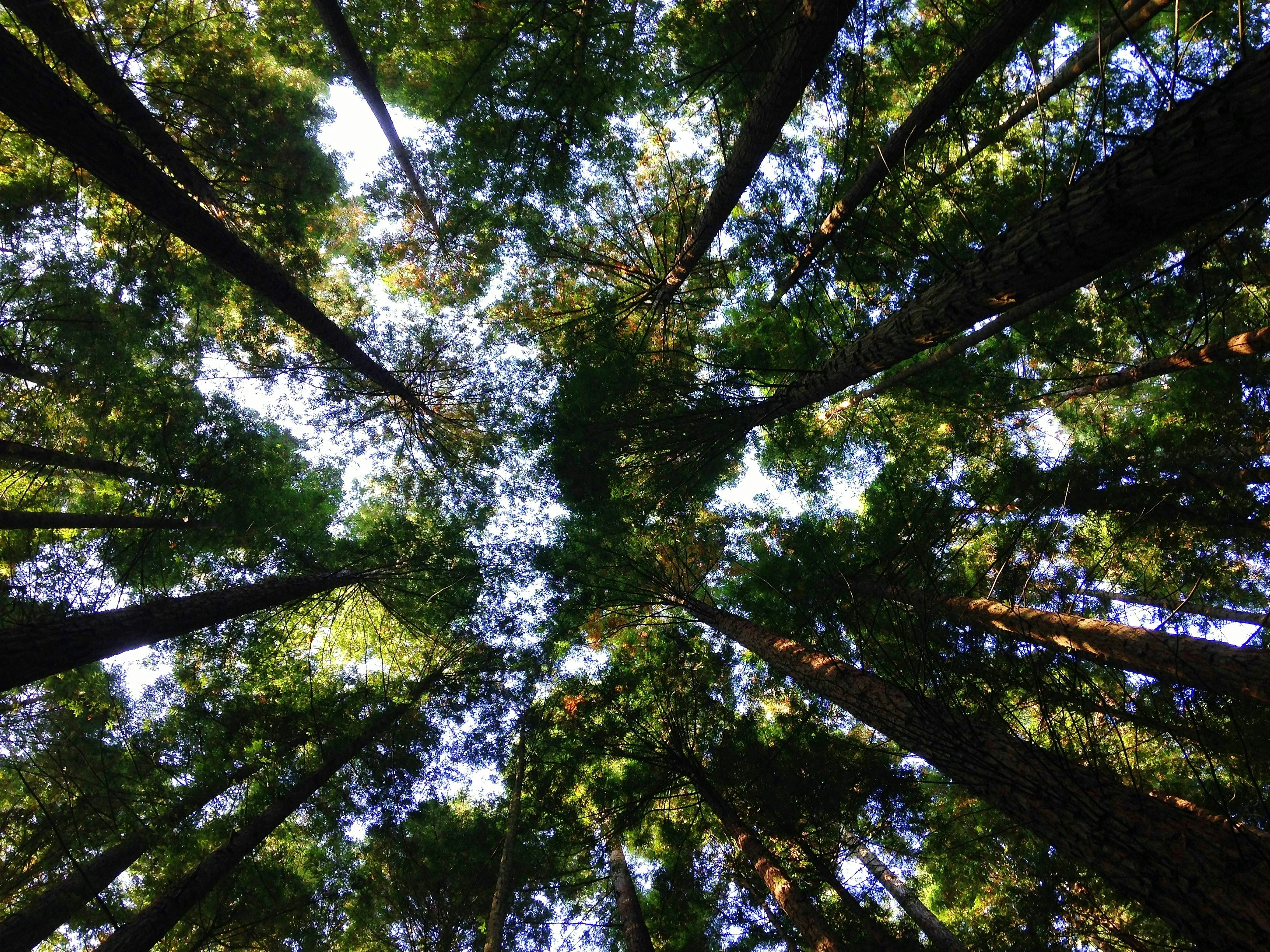 ISO 14064 vs ISO 14067: The Standards Behind Organisational and Product Carbon Reporting